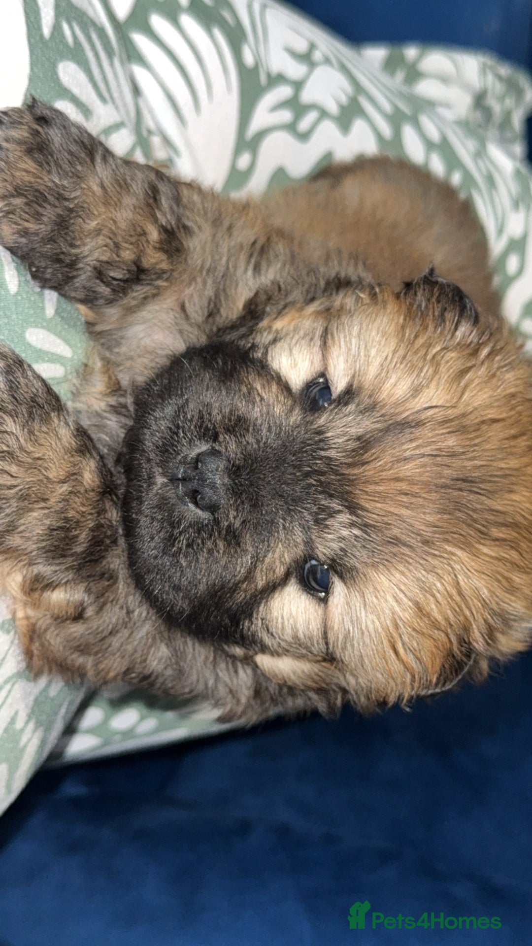 Chow Chow dogs for sale: Chow chow puppies  - Advert 34