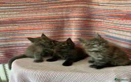 Maine Coon cats for sale: Stunning Maine Coon kittens  - Image 5