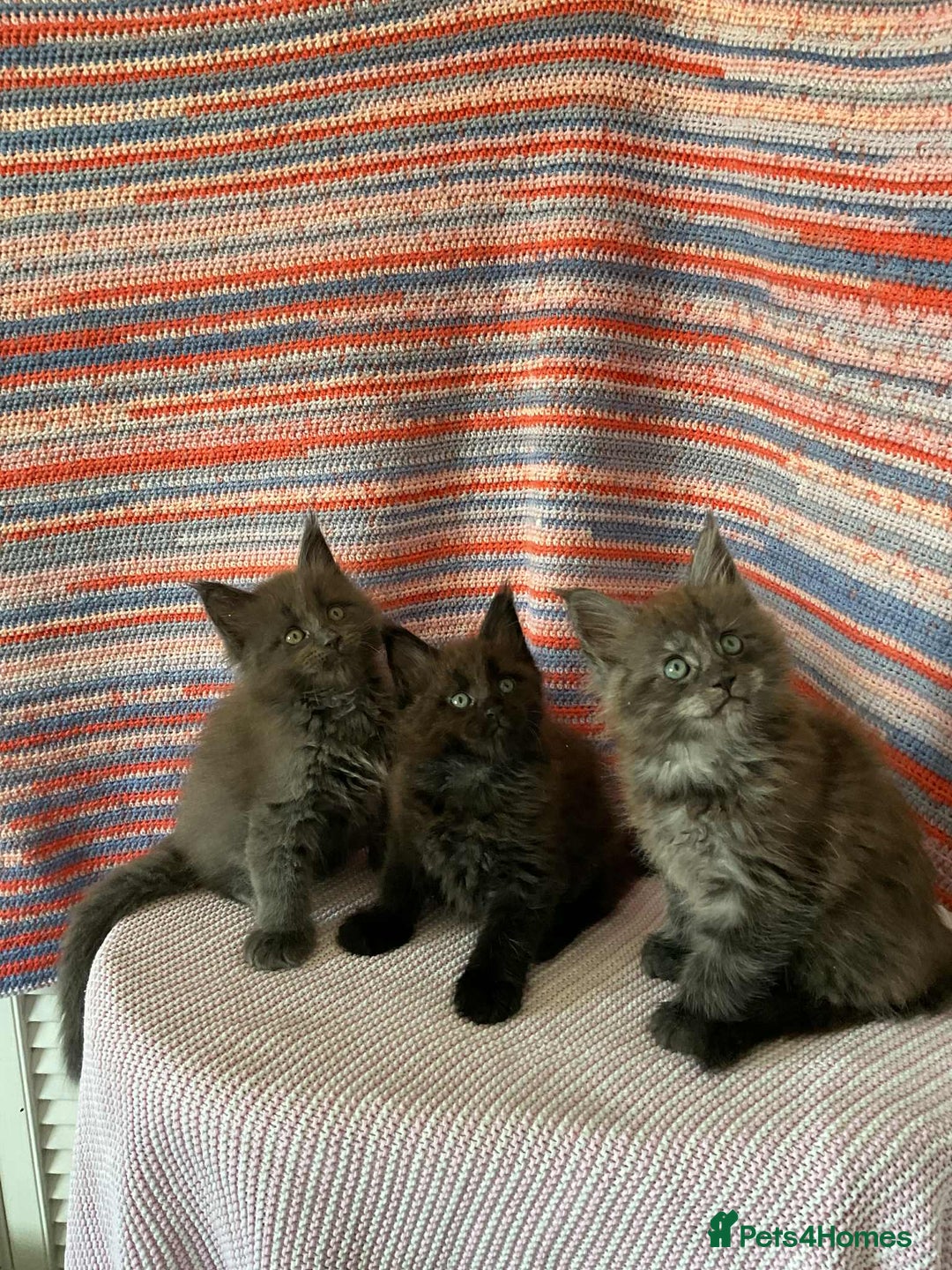 Maine Coon cats for sale: Stunning Maine Coon kittens  - Image 5
