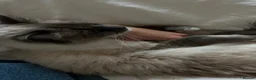 Ragdoll cats for sale: 5 years Ragdoll Male Cat Neutered loves Chicken in London - Advert 13