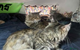 Maine Coon cats for sale: Maine coon kittens ready now boys  - Image 7