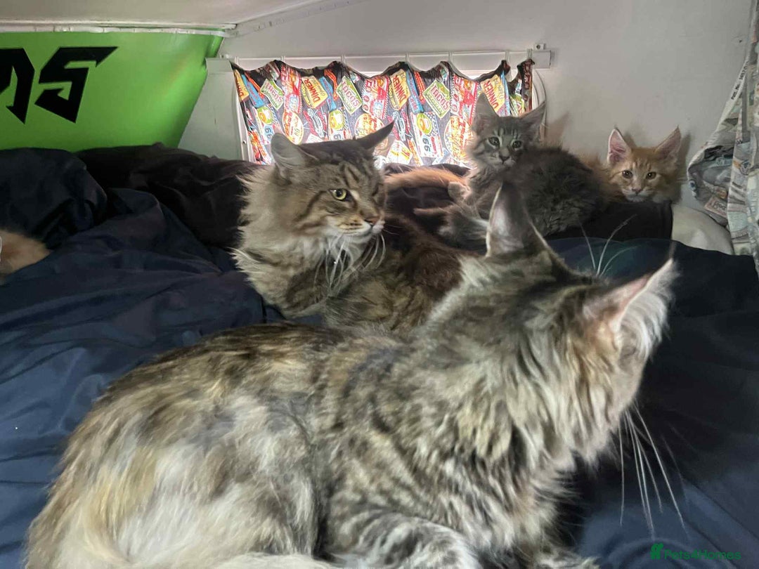 Maine Coon cats for sale: Maine coon kittens ready now boys  - Image 7