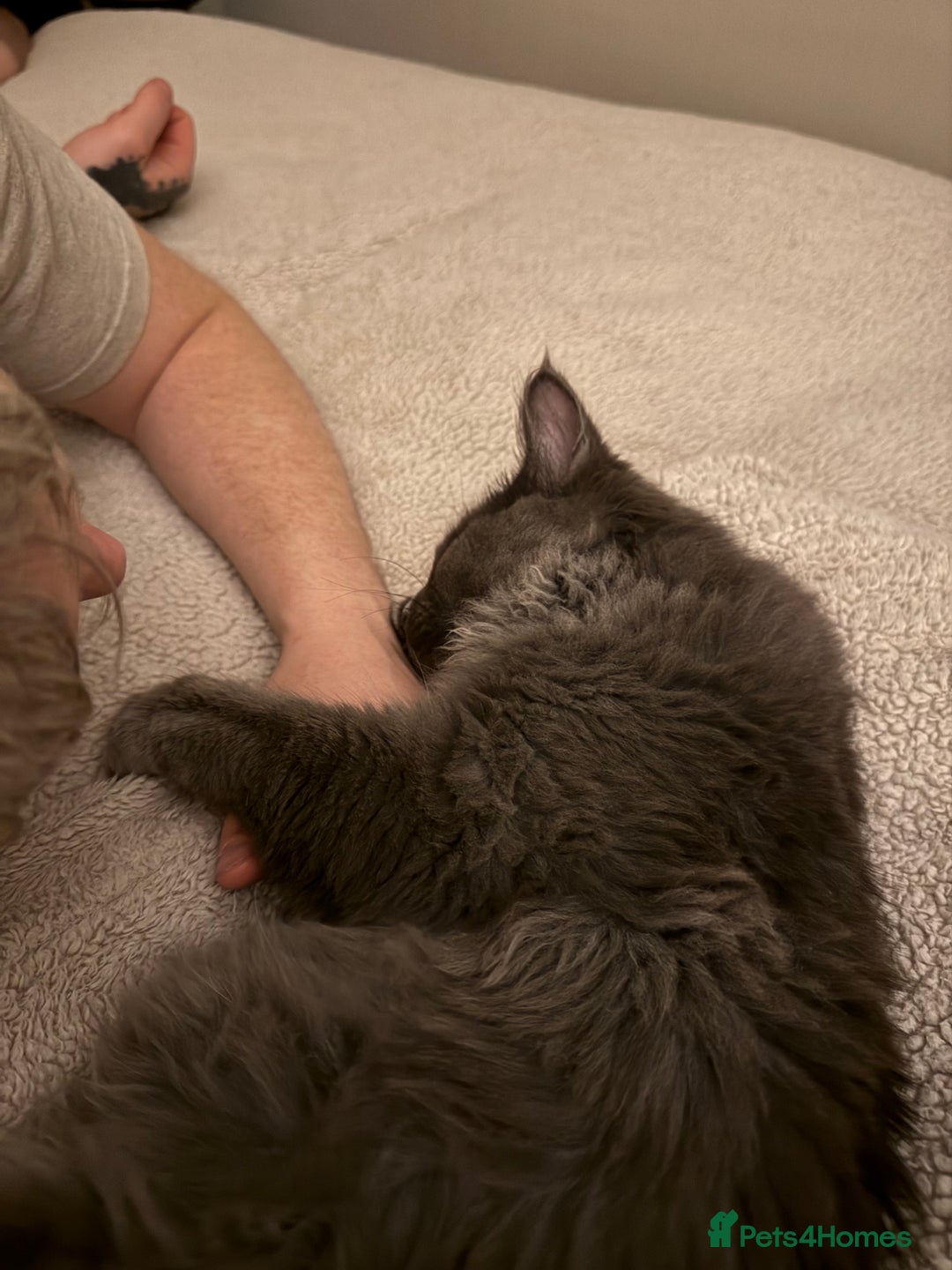 Maine Coon cats for sale: BlueSmoke Male Maine Coon🐾TICA Reg! ACTIVE!!  - Advert 14