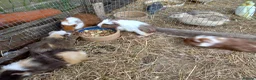 Guinea Pig rodents for sale: Baby  guinea pigs for sale  in Uckfield - Advert 5