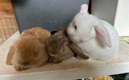 Dwarf Lop rabbits for sale: Dwarf lops looking for forever homes Ready Now 🐰 - Advert 14