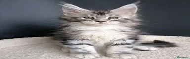 Maine Coon Kitten 2