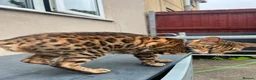 Bengal cats for sale: Bengal female  - Advert 1