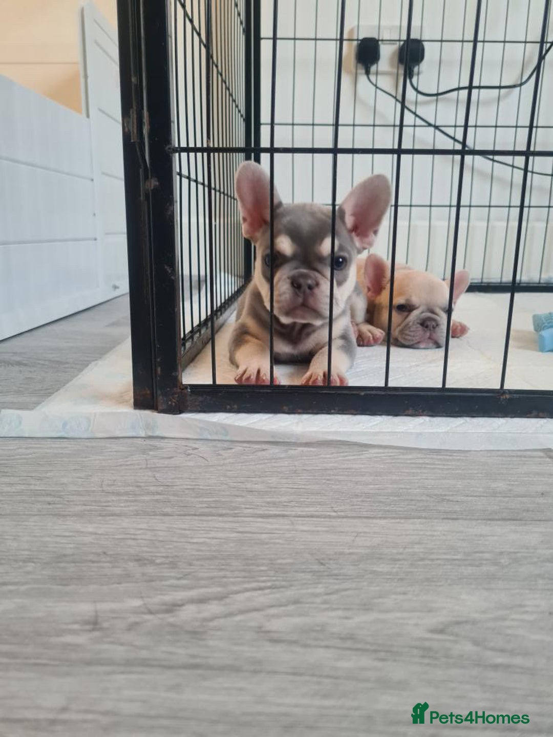 French Bulldog dogs for sale: Lilac puppy boy micro lines  - Image 3