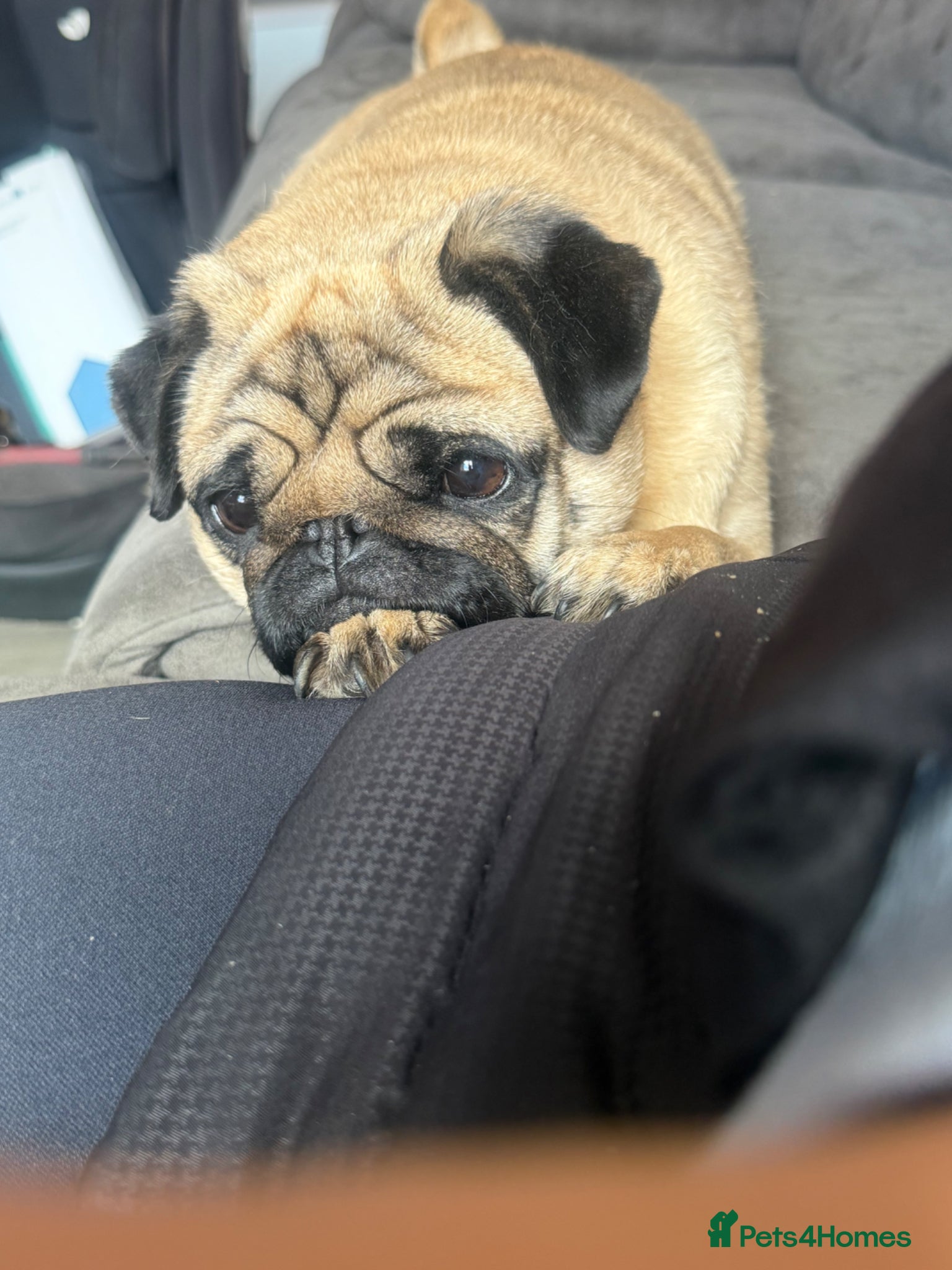 Pug dogs Pip the pug  - Advert 3