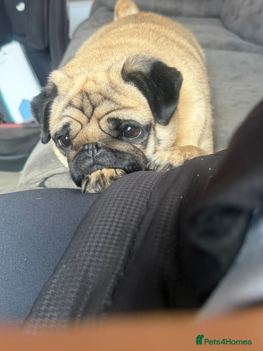 Pug dogs for sale: Pip the pug  - Advert 1