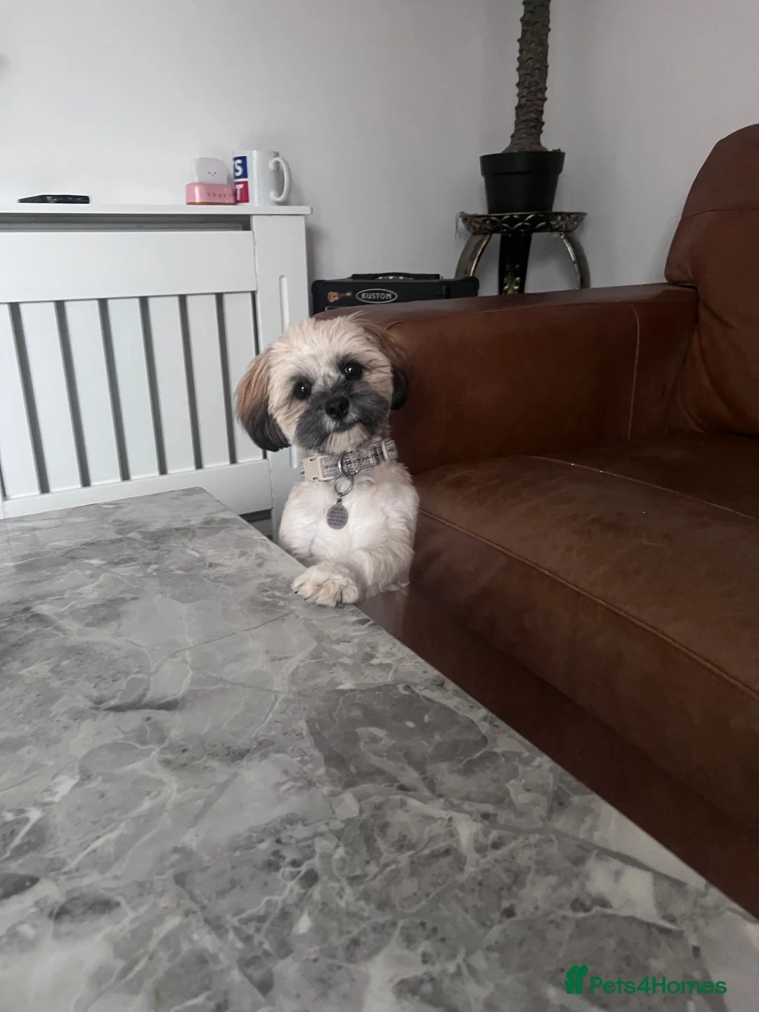Lhasa Apso dogs for sale: Male not female  Loveable puppy 7 months old  - Advert 7