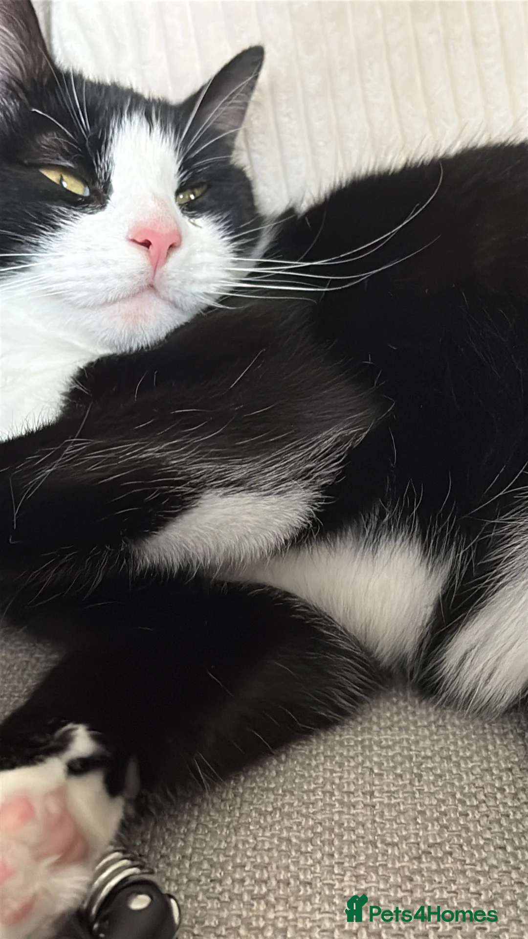 Mixed Breed cats for sale:  Oreo - Advert 3