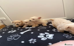 West Highland Terrier dogs for sale: DNA health tested Westie-poos  - Image 18
