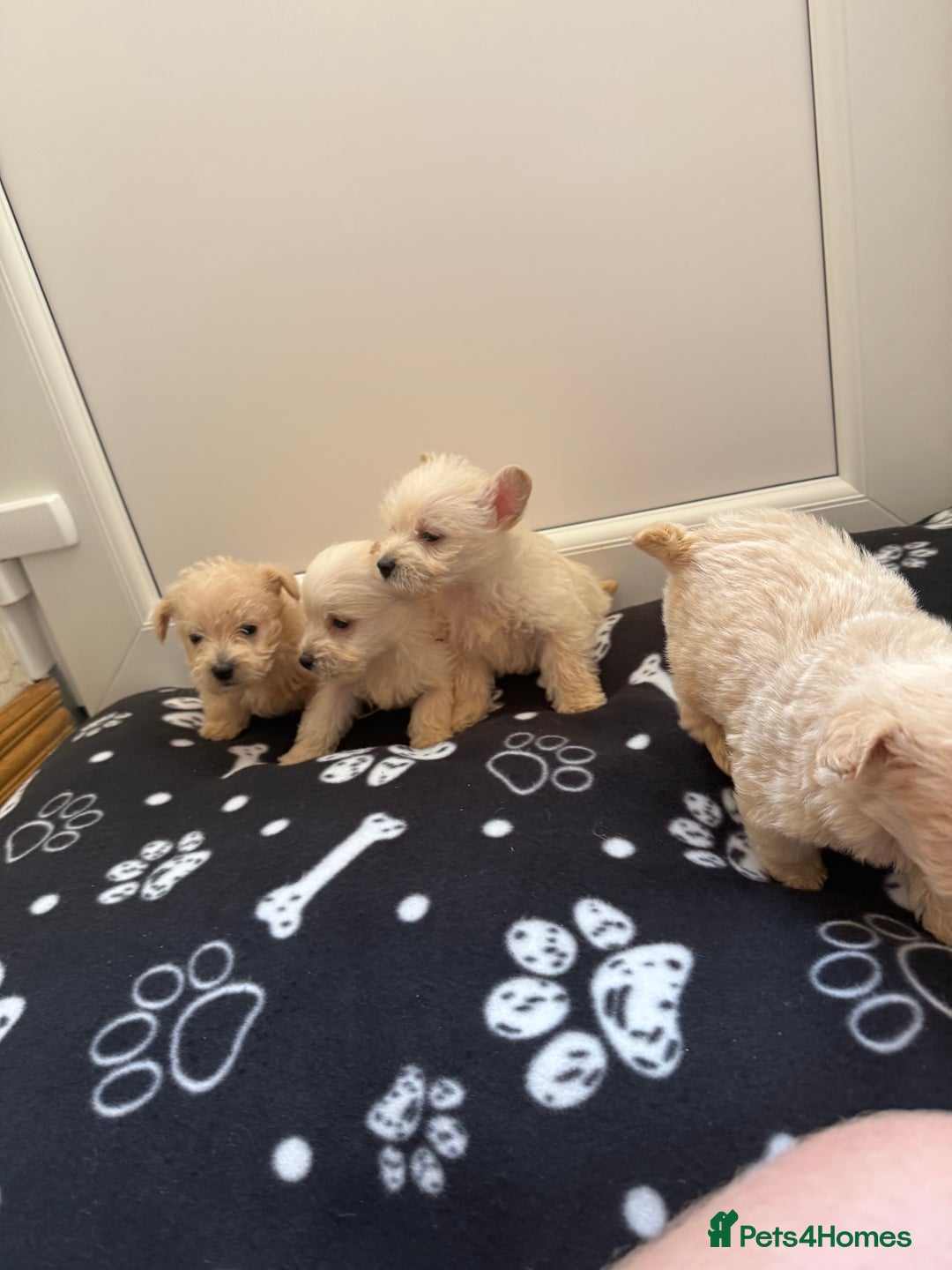 West Highland Terrier dogs for sale: DNA health tested Westie-poos  - Image 18
