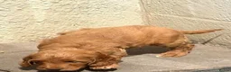 Cockapoo dogs for sale: Cockapoo f1 pups  - Advert 4