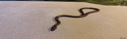 Snake reptiles for sale: Black African house snake - viv included if wanted - Advert 7