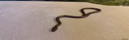Snake reptiles for sale: Black African house snake - viv included if wanted - Advert 7