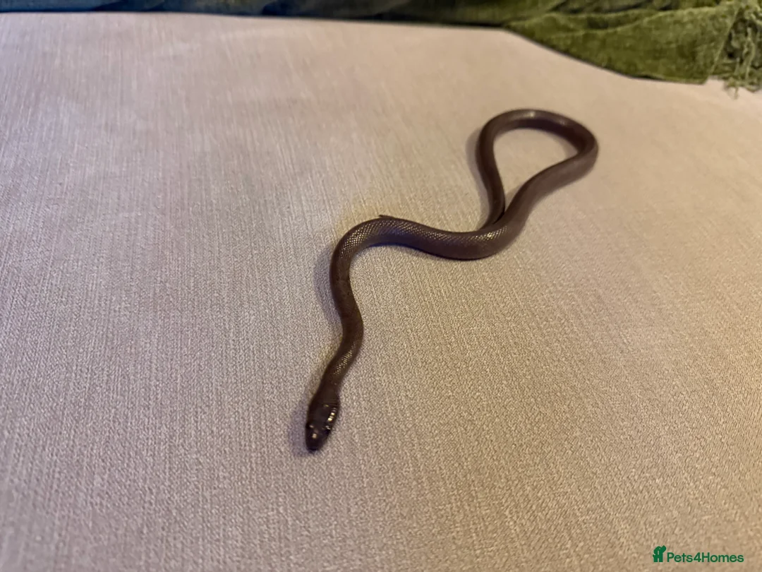 Snake reptiles for sale: Black African house snake - viv included if wanted - Advert 7