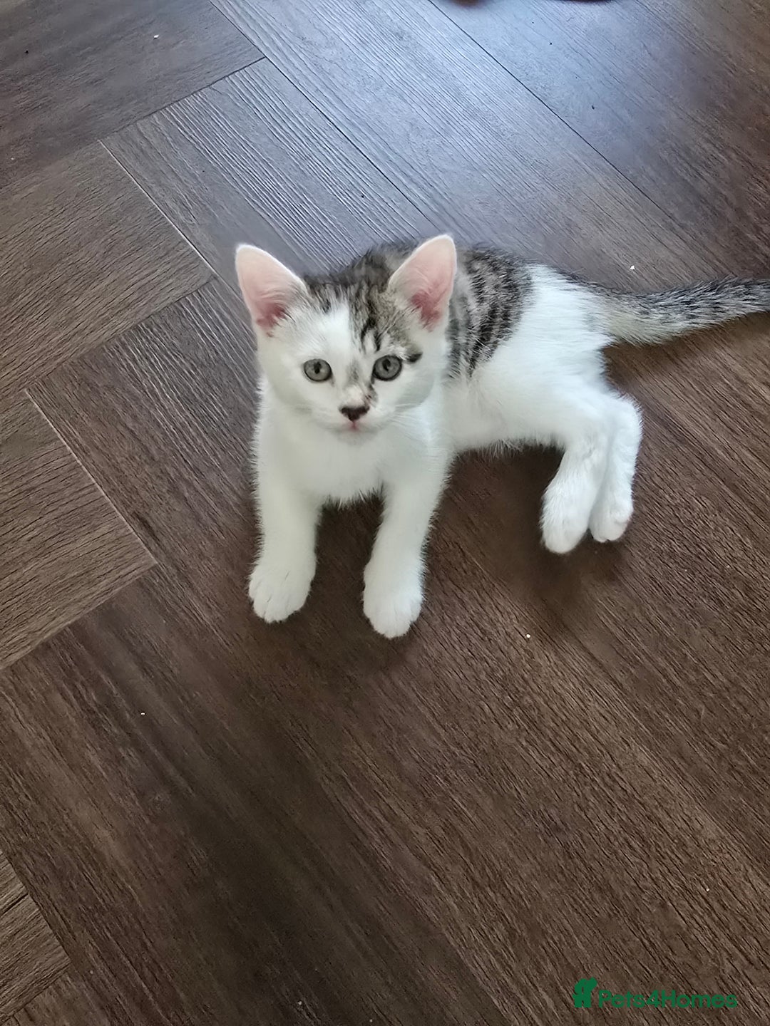 Mixed Breed cats for sale: Very playful male kitten, ready to go - Advert 2