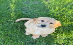 Golden Retriever dogs for sale: KC Registered Golden Retriever Puppies - Image 24