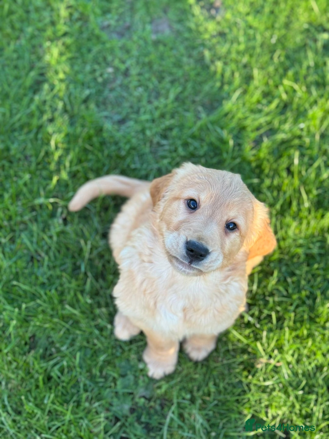 Golden Retriever dogs for sale: KC Registered Golden Retriever Puppies - Image 24