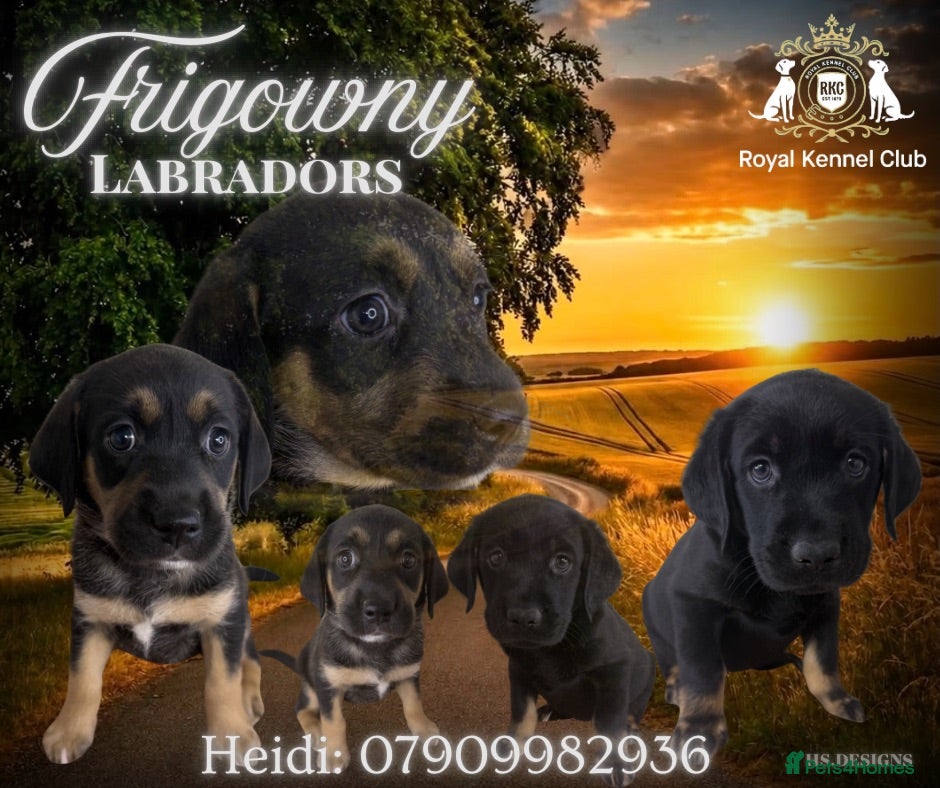 Labrador Retriever dogs Mismarked Labrador Puppies  - Advert 1