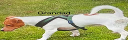Jack Russell dogs for stud: Tri Coloured Jack Russell  - Advert 14