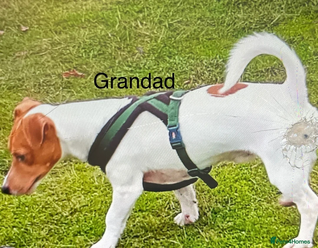 Jack Russell dogs for stud: Tri Coloured Jack Russell  - Advert 14