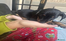 Chihuahua dogs for sale: Miniature dashshund Only 8 weeks old - Image 14