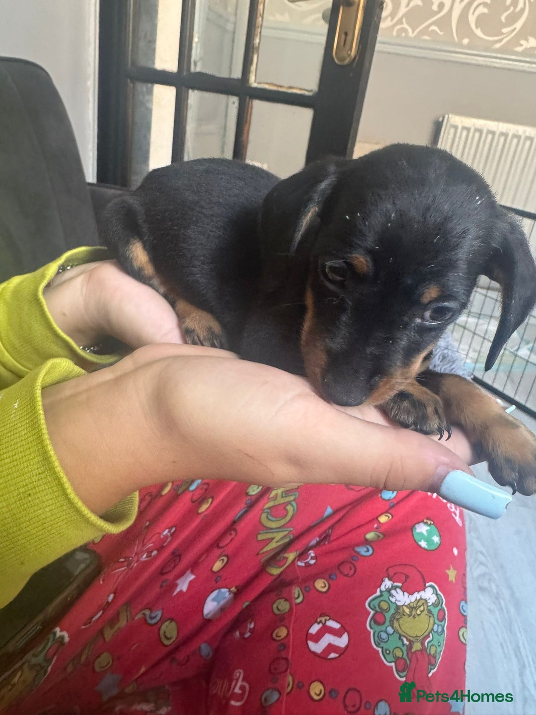 Chihuahua dogs for sale: Miniature dashshund Only 8 weeks old - Image 14