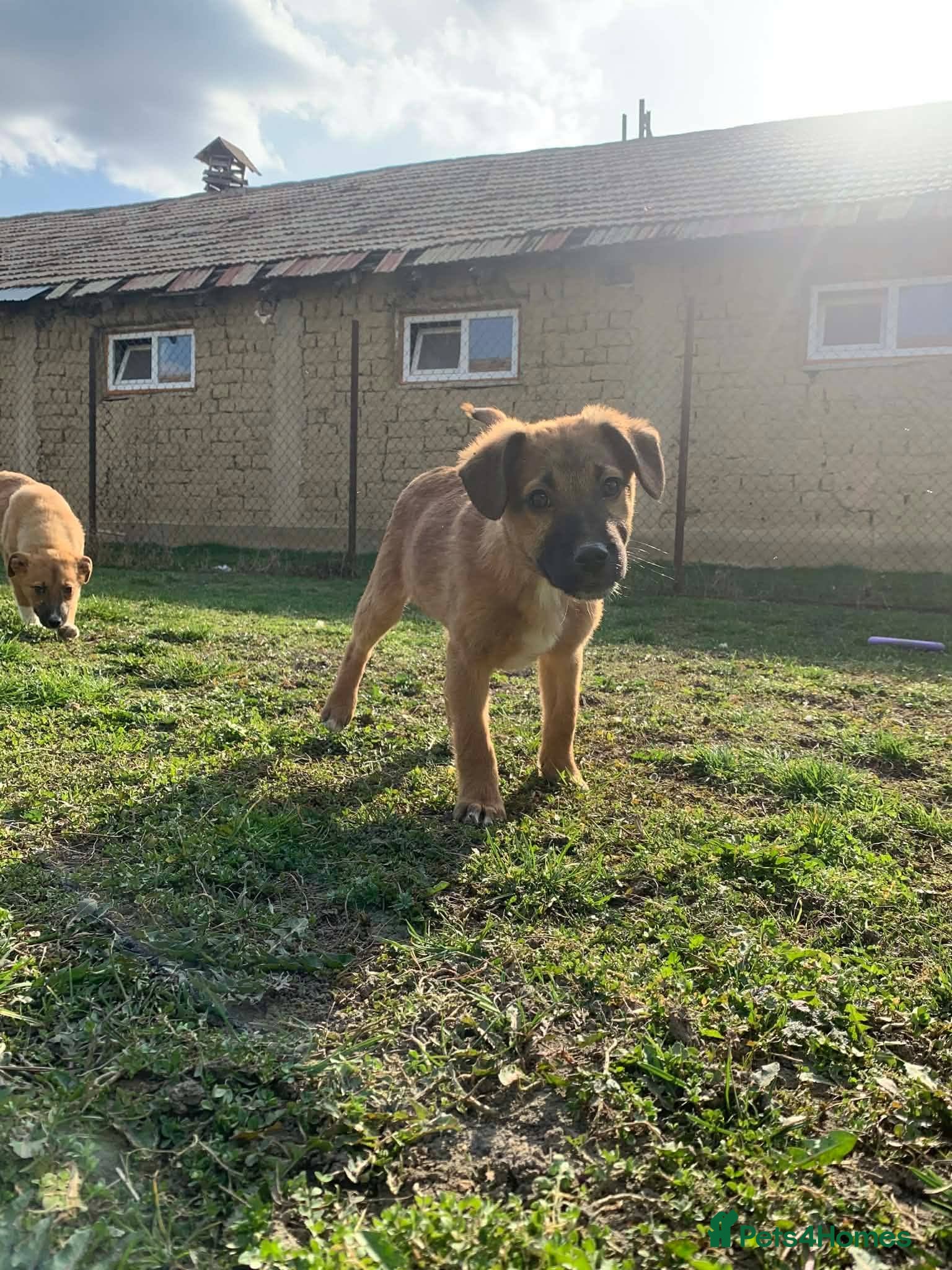 Mixed Breed dogs Cranberry for adoption - Advert 3