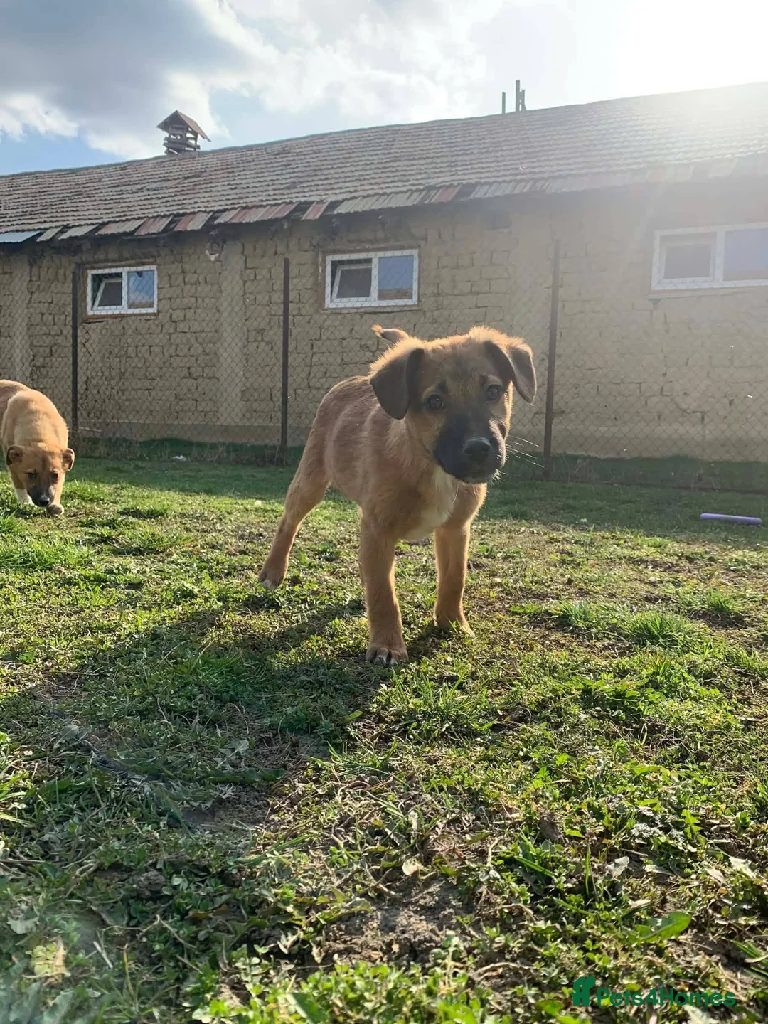 Mixed Breed dogs for adoption: Cranberry for adoption in London - Advert 1