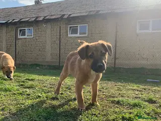 Mixed Breed dogs Cranberry for adoption - Advert 3