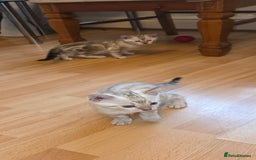 Bengal cats for sale: Full bred snow bengal kittens  - Image 4
