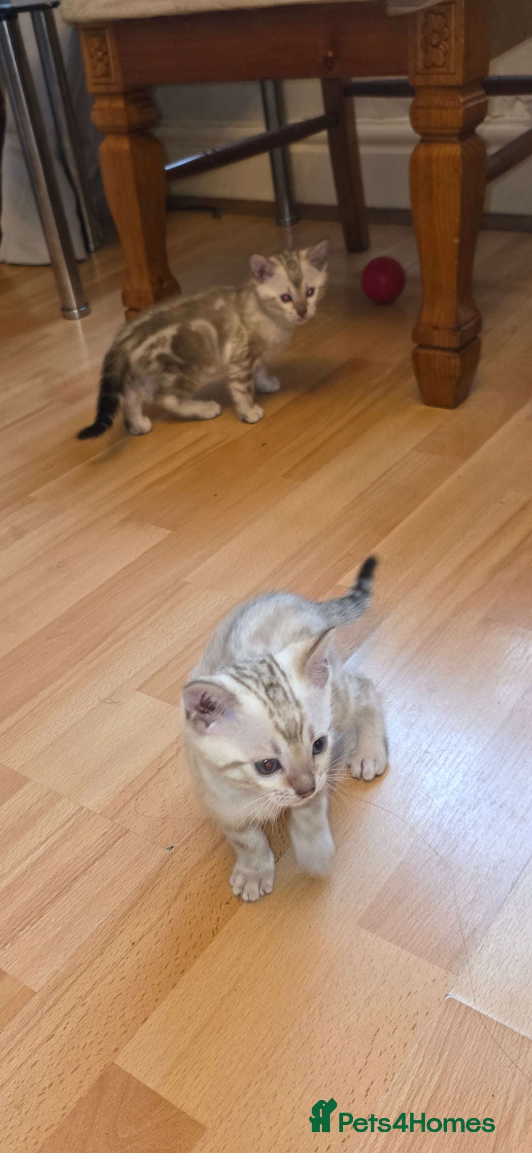 Bengal cats for sale: Full bred snow bengal kittens  - Image 4