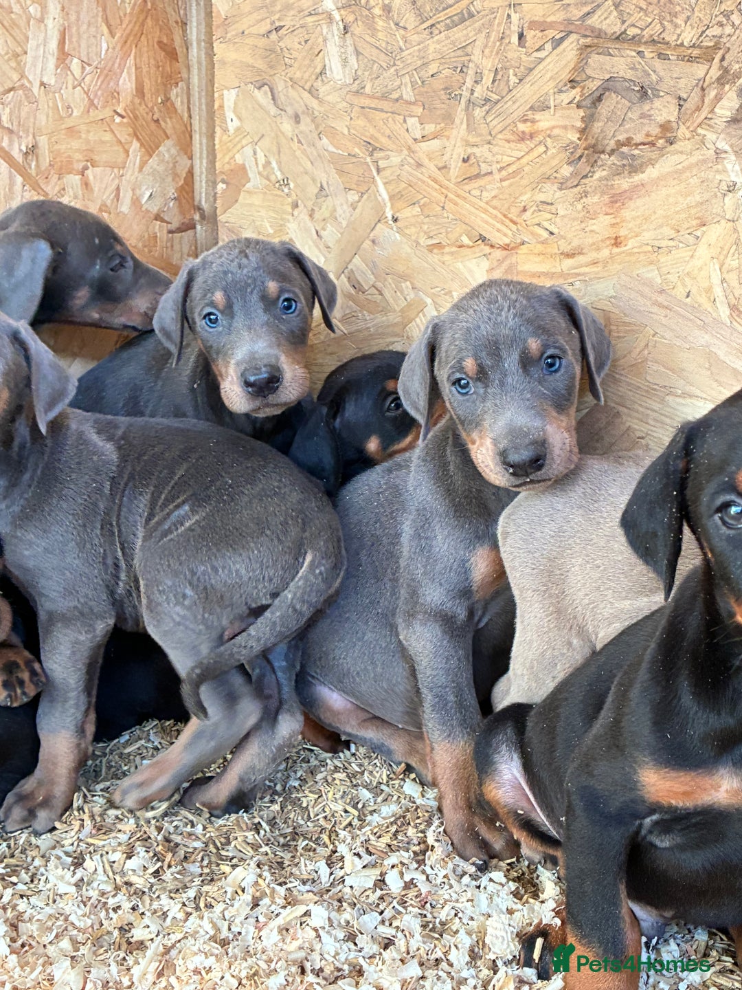Dobermann dogs for sale: Beautiful puppy’s  - Image 9