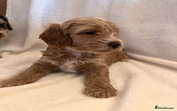 Cockapoo dogs for sale: F1 Cockapoo puppies, KC parents, health tested! - Image 9