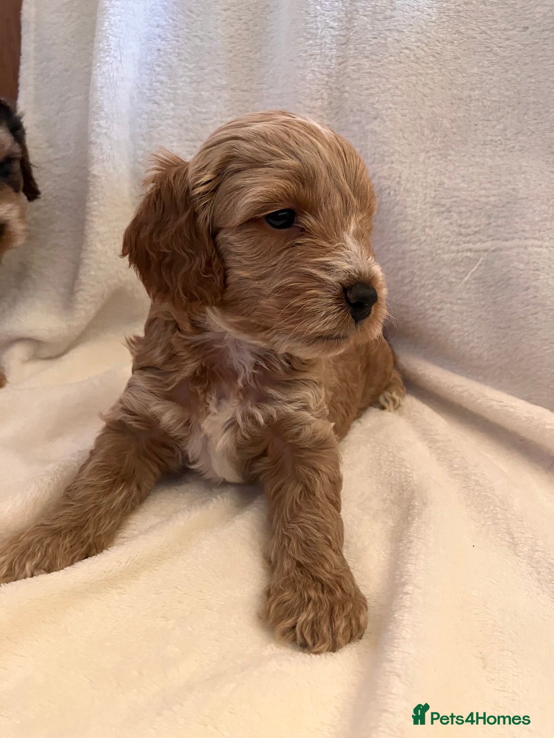 Cockapoo dogs for sale: F1 Cockapoo puppies, KC parents, health tested! - Image 9
