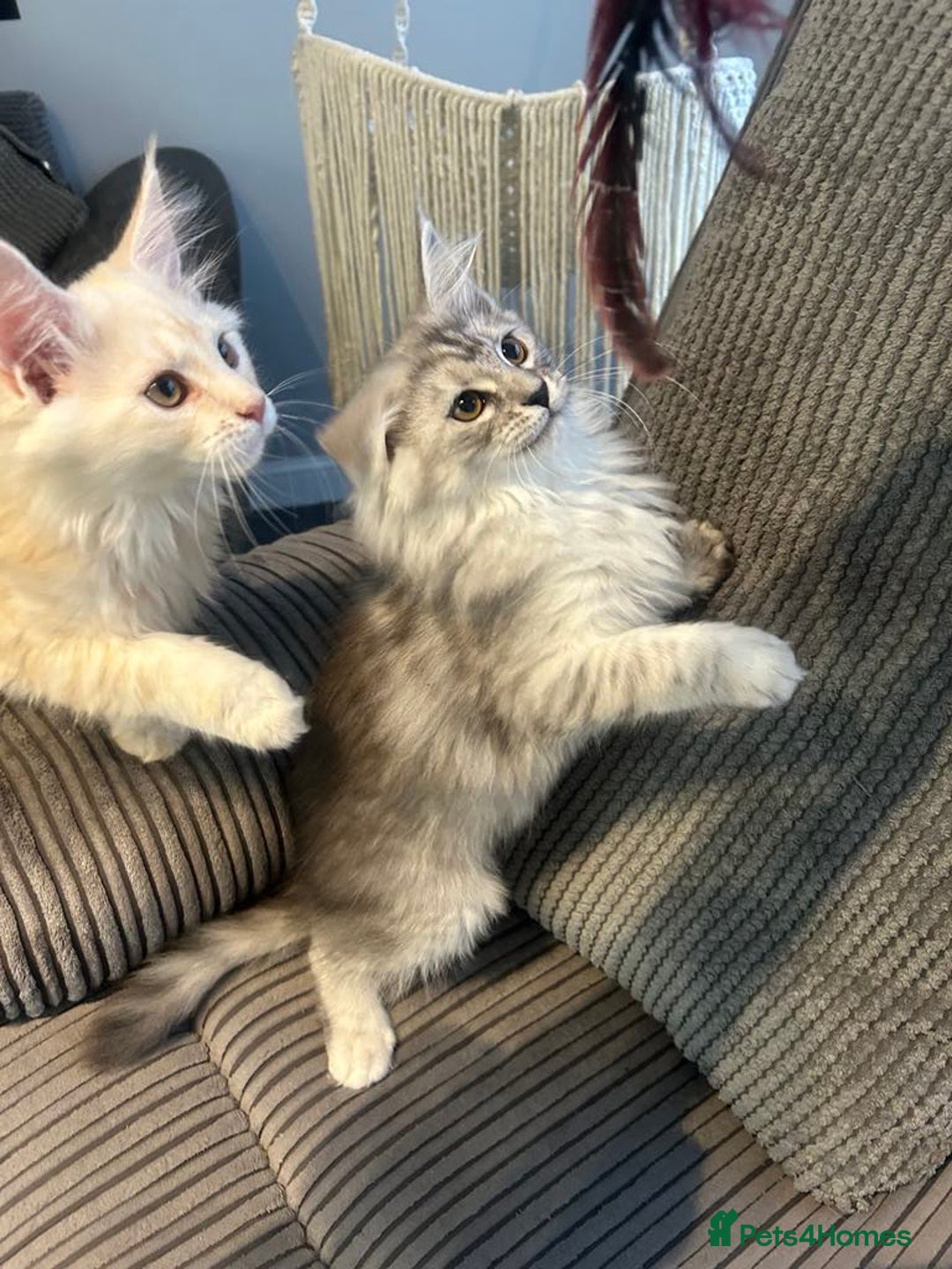 Maine Coon cats for sale: Main Coon kittens for sale - Image 21