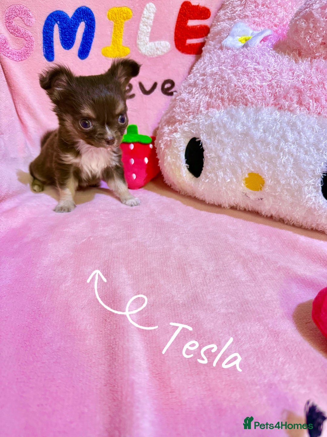 Chihuahua dogs for sale: 🔥 Adorable long-haired Chihuahua puppies for sale - Image 4