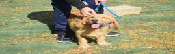 Basset Fauve De Bretagne dogs for adoption: Handsome Howie looking for adoption - Advert 9