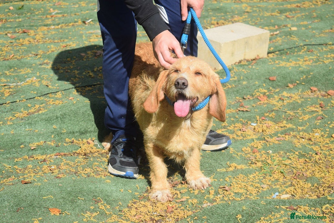 Basset Fauve De Bretagne dogs for adoption: Handsome Howie looking for adoption - Advert 9