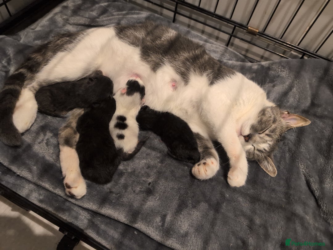 Mixed Breed cats for sale: Soft & Sweet Kittens 🩷💙 - Image 5