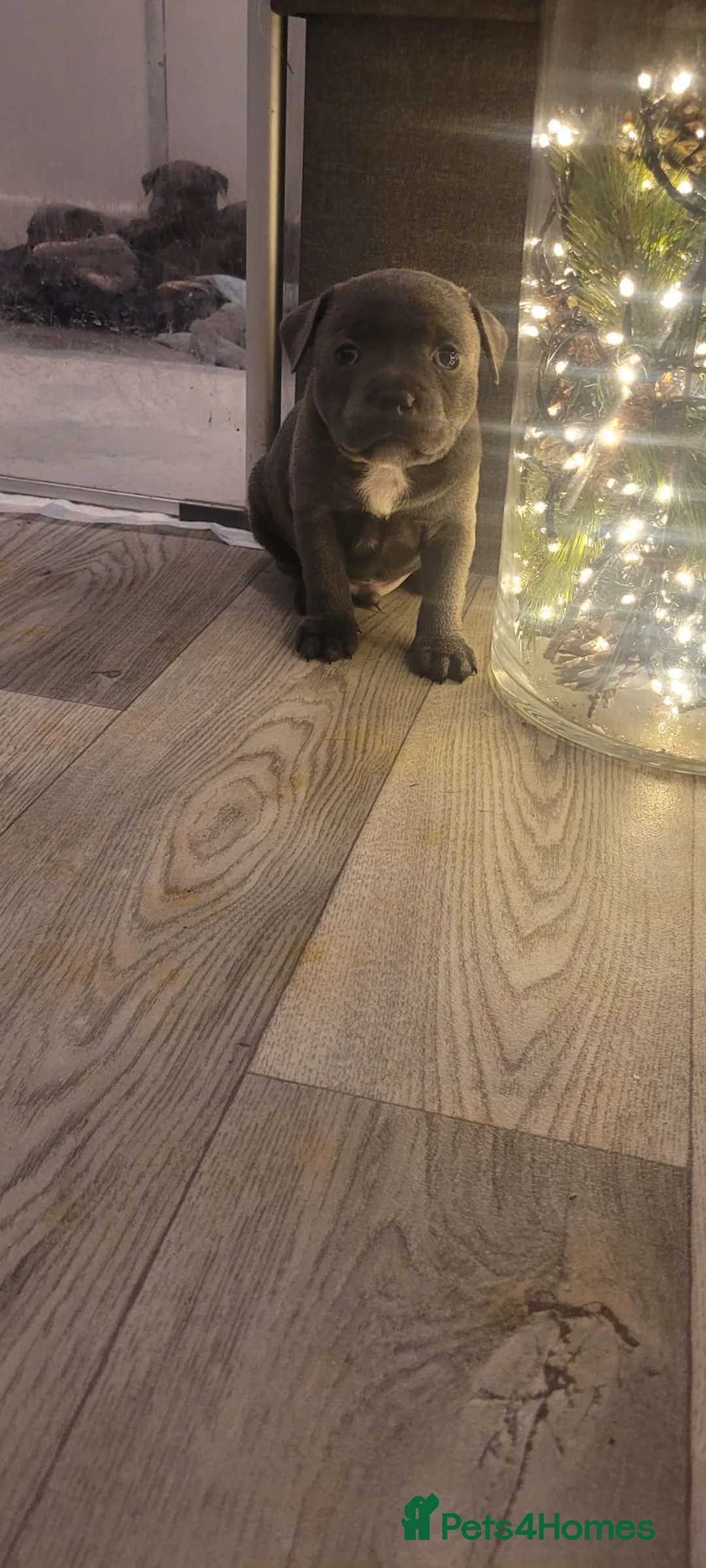 Staffordshire Bull Terrier dogs for sale: Bluebullz☆bullscaff☆5☆☆ready to go 18th 2 left  - Advert 12