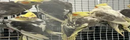 Cockatiels birds for sale: Hand Reared Stunning Baby Cockatiels  - Advert 3