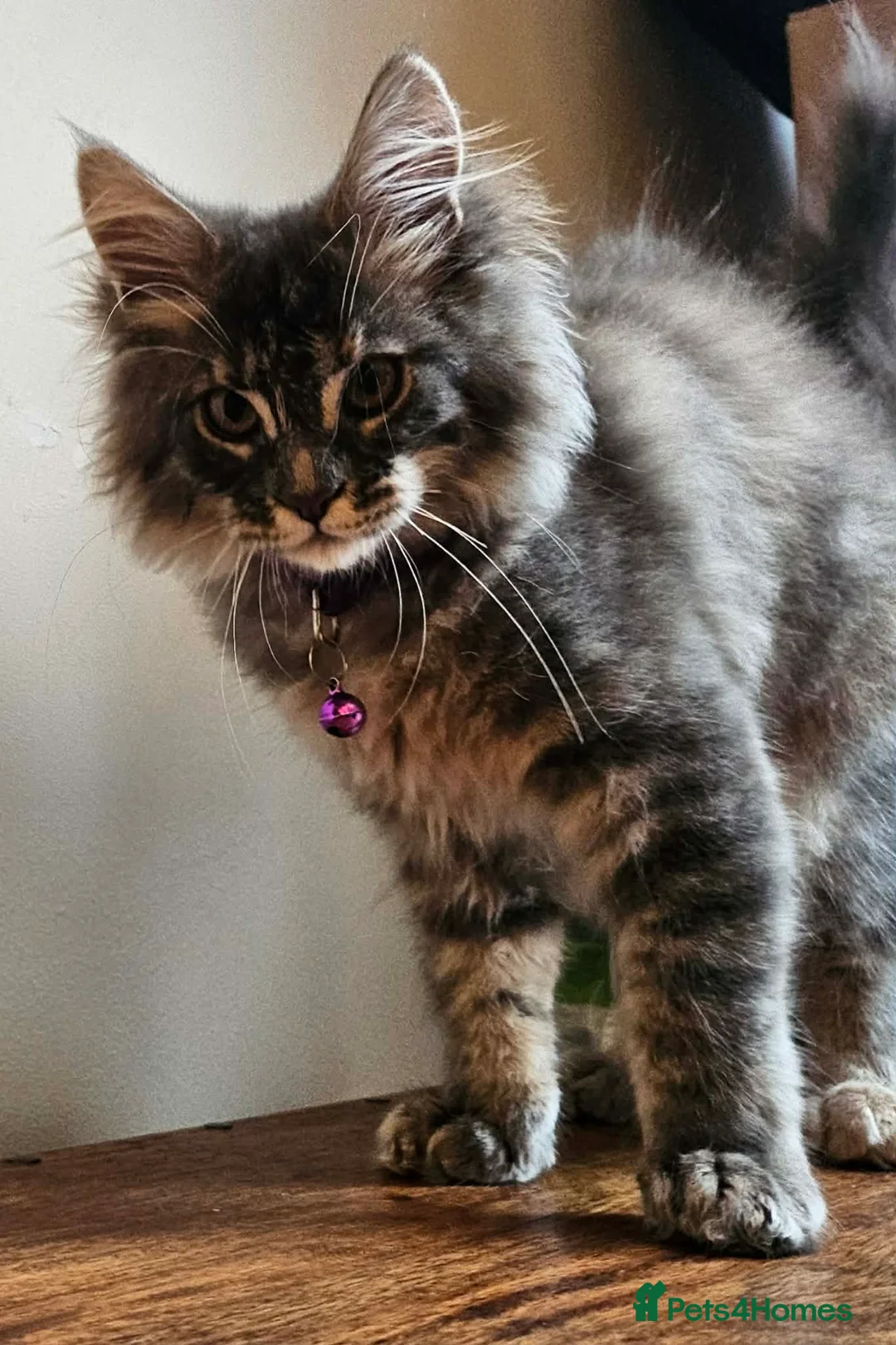 Maine Coon cats for sale: XXL Champion Line Maine Coons – Rare, Very Fluffy! - Advert 4