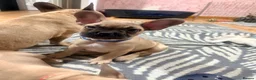 French Bulldog dogs for sale: Pedigree Mum Frenchy Pups-Gorgeous  ! - Advert 39