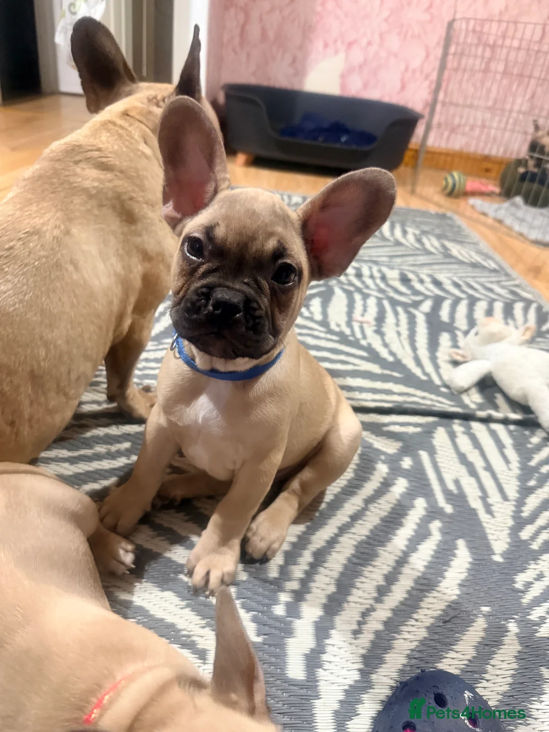 French Bulldog dogs for sale: Pedigree Mum Frenchy Pups-Gorgeous  ! - Advert 39