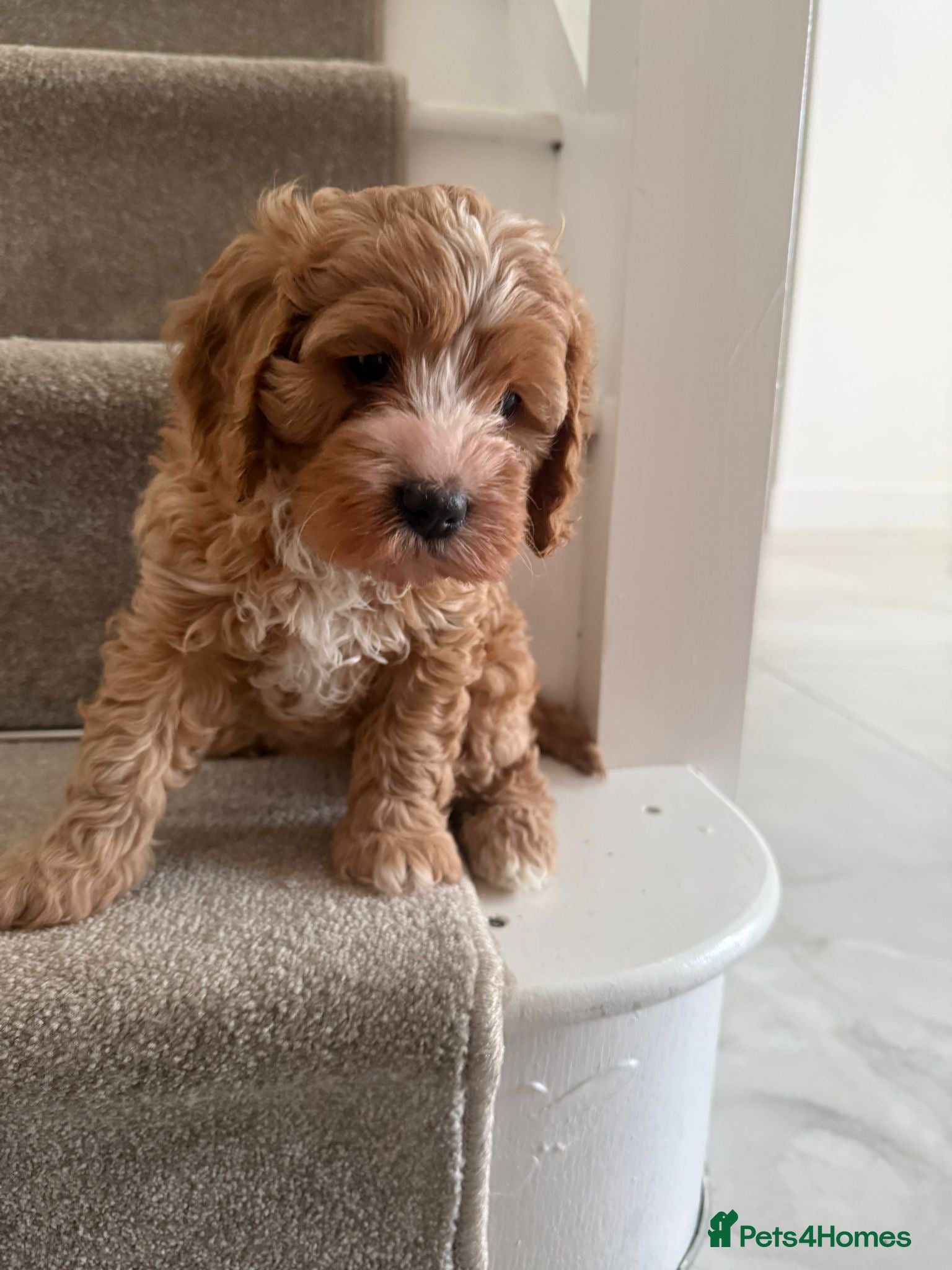 Cavapoo dogs Cavapoo Puppies - Advert 2