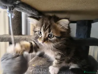 Persian cats Persion x - Advert 1
